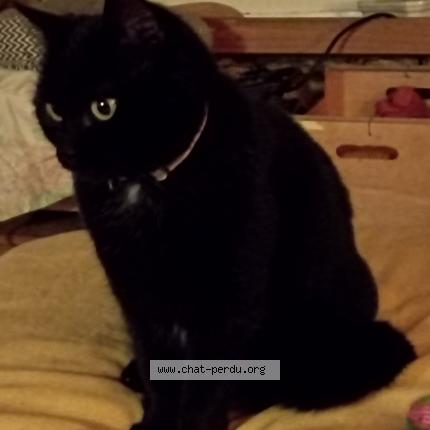 Foto 1/1 Carbone Chat perdido en Tenay