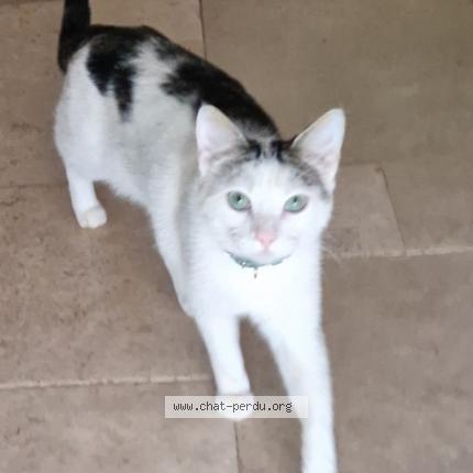 Foto 1/1 Simba Chat perdido en Auriol