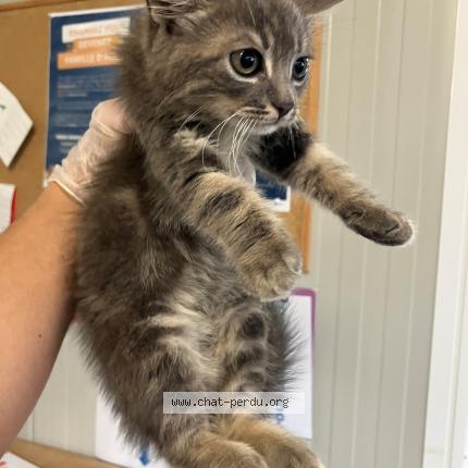 Foto 1/1 Gato encontrado Encontrado en Roubaix