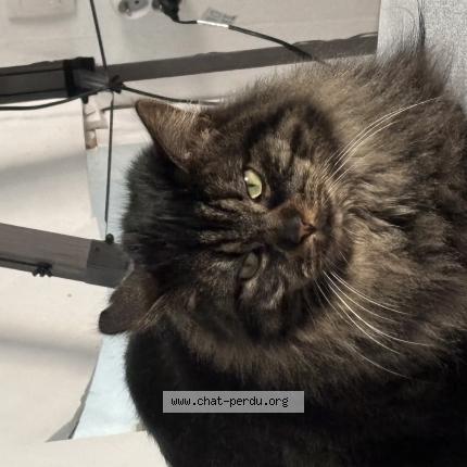 Foto 1/1 Tifoue Chat perdido en Valdahon