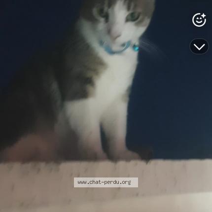 Foto 1/1 Tigrou Chat perdido en Martigues