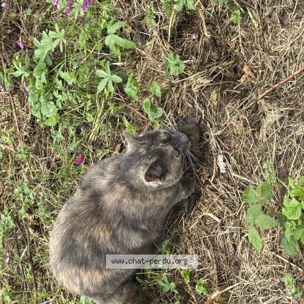 Foto 1/1 Kokoro Chat perdido en Charmois l orgueilleux