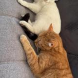 Foto del gato perdido en Lambres