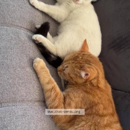 Foto 1/1 Oui-oui Chat perdido en Lambres