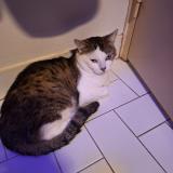 Foto del gato perdido en Toulouse