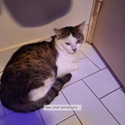 Foto 1/1 Berlin Chat perdido en Toulouse