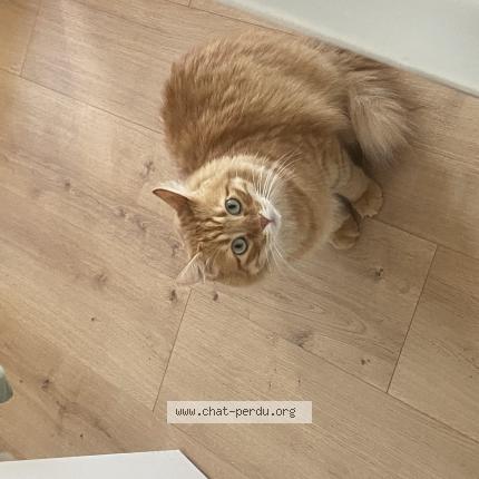 Foto 1/2 Kylian Chat perdido en Marseille