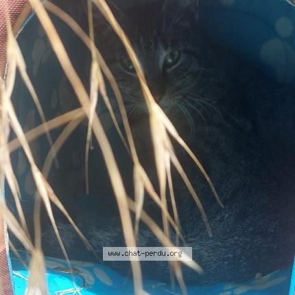 Foto 2/2 Gato encontrado Encontrado en Remering