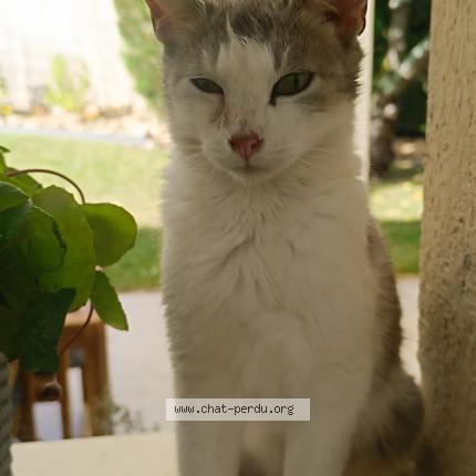 Foto 1/1 Yumi Chat perdido en Thiais