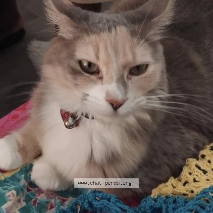 Foto 1/1 Grisou Chat perdido en Bondoufle