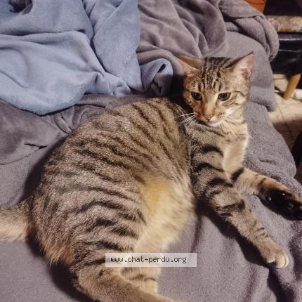 Foto 1/1 Maurice Chat perdido en Saint quentin sur indrois
