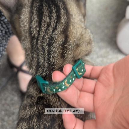 Foto 1/1 Gato encontrado Encontrado en Nantes