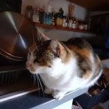 Foto del gato perdido en Joux