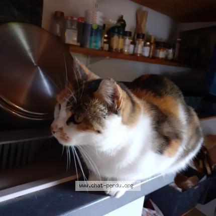 Foto 1/1 BISBILLE Chat perdido en Joux