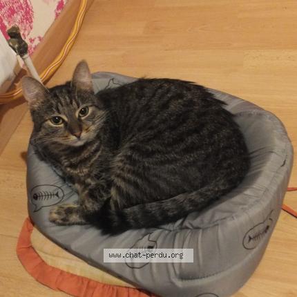 Foto 1/1 ELZA Chat perdido en St geoire en valdaine