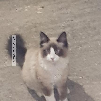 Foto 1/1 Gato encontrado Encontrado en Marseille