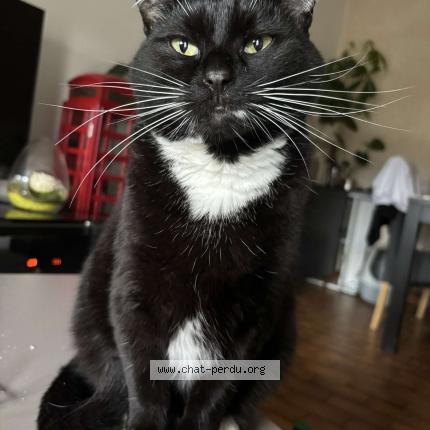 Foto 1/1 Fripouille Chat perdido en Poncins