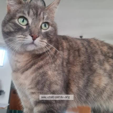 Foto 1/1 Cerise Chat perdido en Chennevieres sur marne