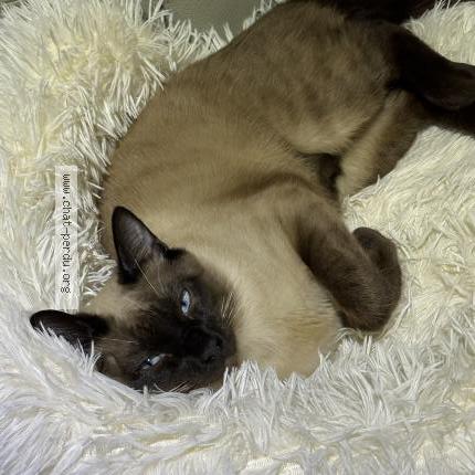 Foto 1/1 Milou Chat perdido en Issy les moulineaux