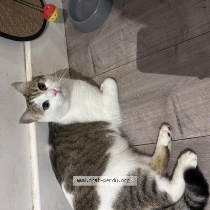 Foto 1/1 Neige Chat perdido en Fuveau