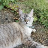 Foto del gato perdido en Castelnau De Medoc