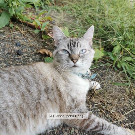 Foto 1/1 Princesse Chat perdido en Castelnau de medoc