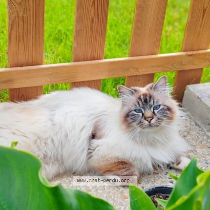 Foto 1/1 Saphir Chat perdido en Saint sauveur