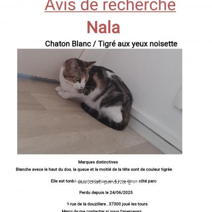Foto 1/1 Nala Chat perdido en Joue les tours