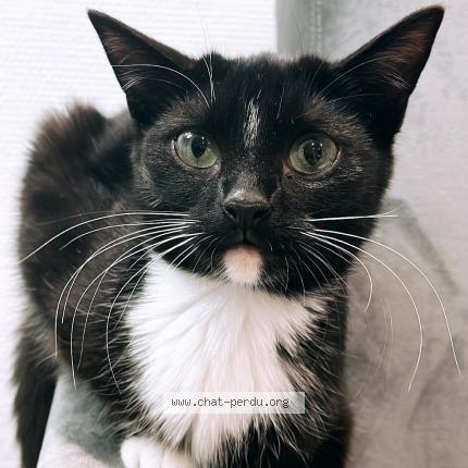 Foto 1/1 Gribouille Chat perdido en La chapelle du bois