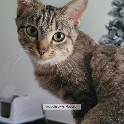 Foto 1/1 Winnie Chat perdido en Trelaze