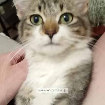 Foto 1/1 mousset zoé Chat perdido en Albi