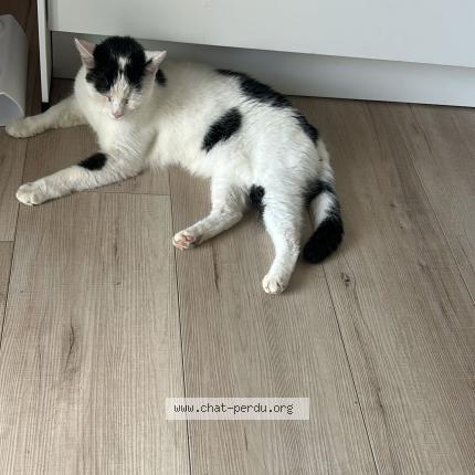 Foto 1/1 Leo Chat perdido en Merxheim