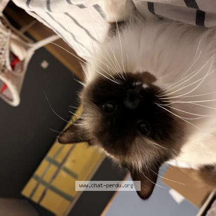 Foto 1/1 Mimoune Chat perdido en Boussenois