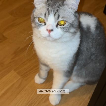Foto 1/1 Globuleux Chat perdido en Soisy sous montmorency