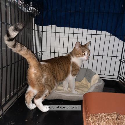 Foto 1/1 Gato encontrado Encontrado en La tour de salvagny