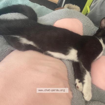 Foto 1/1 Momo Chat perdido en Louverne