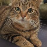 Foto del gato perdido en Saint Felix