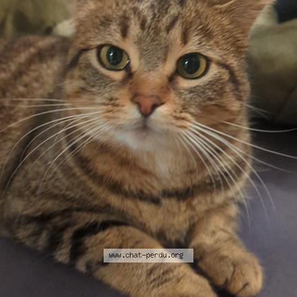 Foto 1/1 Loupchat Chat perdido en Saint felix