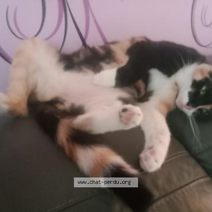 Foto 1/1 Oria Chat perdido en St die des vosges