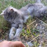 Foto del gato perdido en Quissac