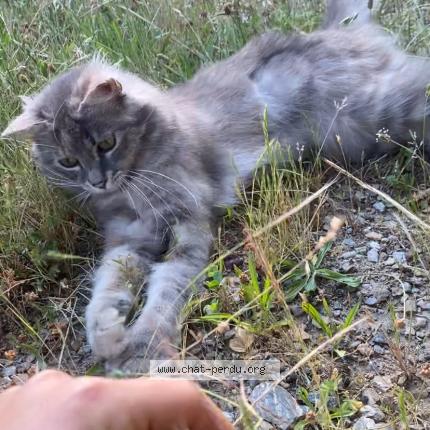 Foto 1/1 Véga Chat perdido en Quissac