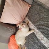 Foto del gato perdido en 1213 Petit Lancy