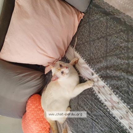 Foto 1/1 Mr Freeze Chat perdido en 1213 petit lancy