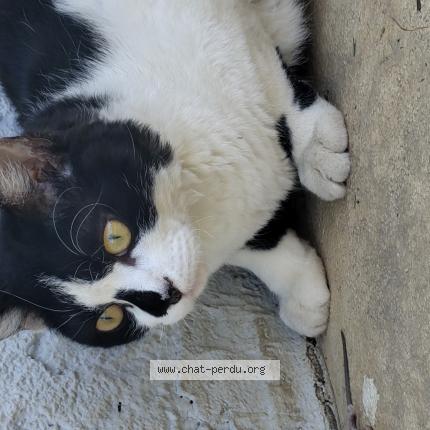 Foto 1/1 Popeye Chat perdido en La motte servolex