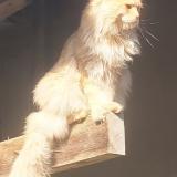 Foto del gato perdido en Artolsheim