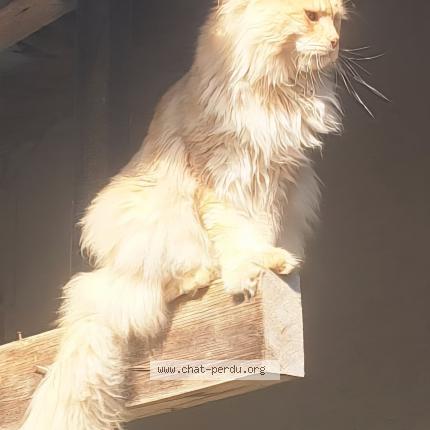 Foto 1/1 EICKO Chat perdido en Artolsheim