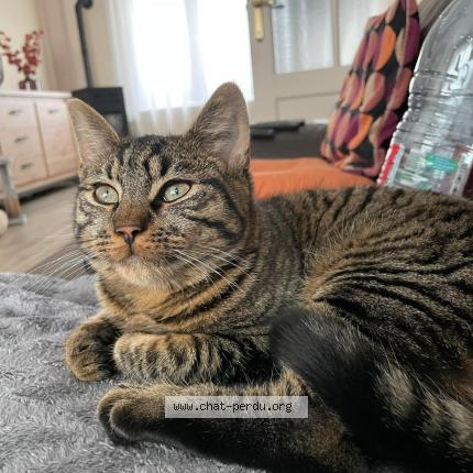 Foto 1/1 Caramel Chat perdido en Liege