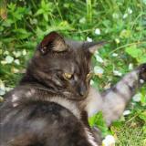 Foto del gato perdido en Saint Martin Des Champs