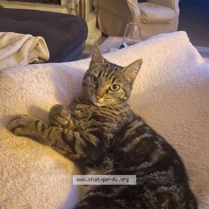 Foto 1/1 Myrtille Chat perdido en Artigues pres bordeaux