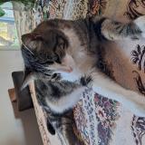 Foto del gato perdido en Chateau Thebaud